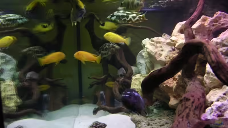 Besatz im Aquarium Becken 10624 von Gottfried Lechner (7)