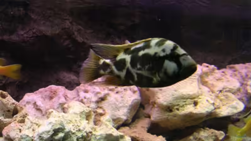 Besatz im Aquarium Becken 10624 von Gottfried Lechner (8)