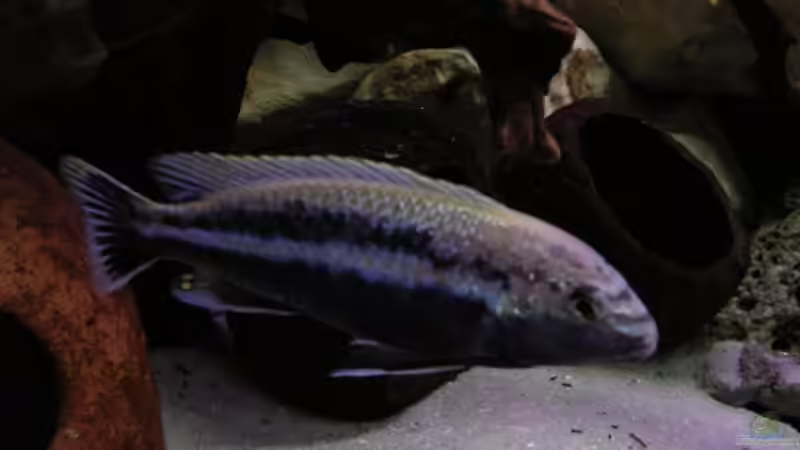 Besatz im Aquarium Becken 10624 von Gottfried Lechner (9)