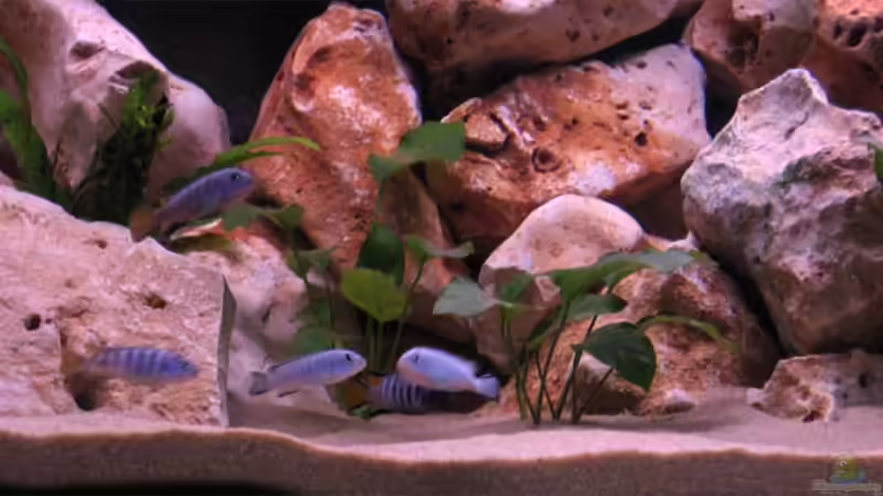 Besatz im Aquarium Becken 10638 von Pepe1981 (17)