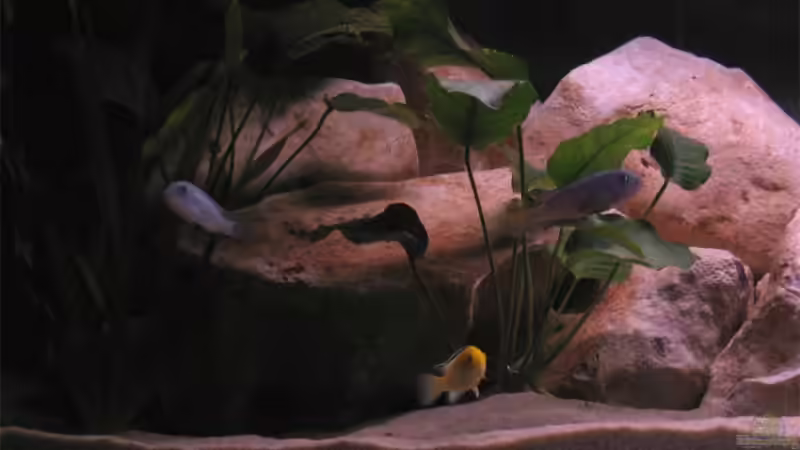 Besatz im Aquarium Becken 10638 von Pepe1981 (18)