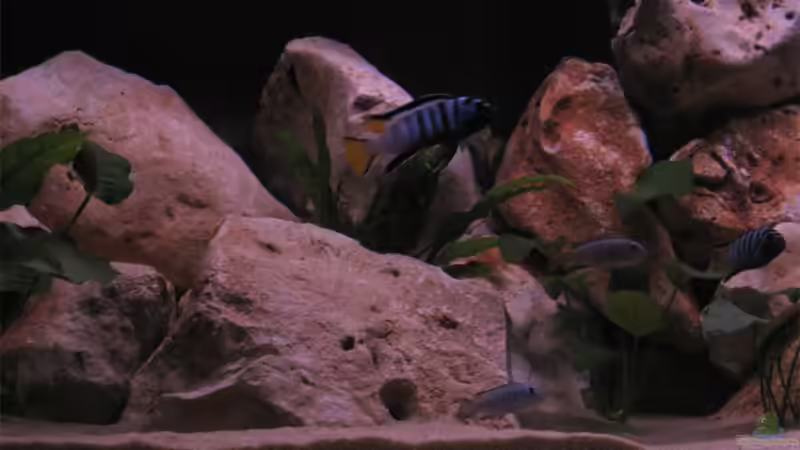 Besatz im Aquarium Becken 10638 von Pepe1981 (19)