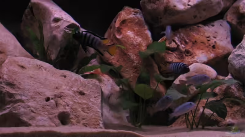 Besatz im Aquarium Becken 10638 von Pepe1981 (20)