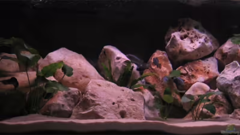 Besatz im Aquarium Becken 10638 von Pepe1981 (21)