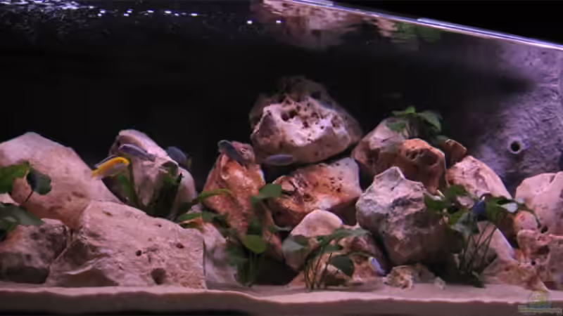 Besatz im Aquarium Becken 10638 von Pepe1981 (23)