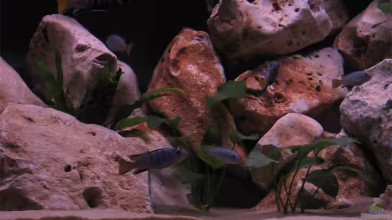 Besatz im Aquarium Becken 10638 von Pepe1981 (24)