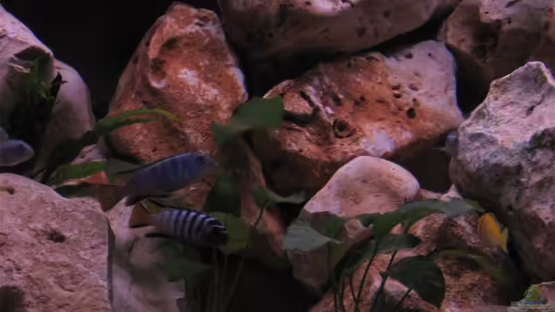 Besatz im Aquarium Becken 10638 von Pepe1981 (25)