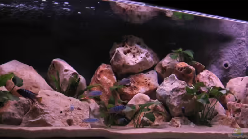 Besatz im Aquarium Becken 10638 von Pepe1981 (30)