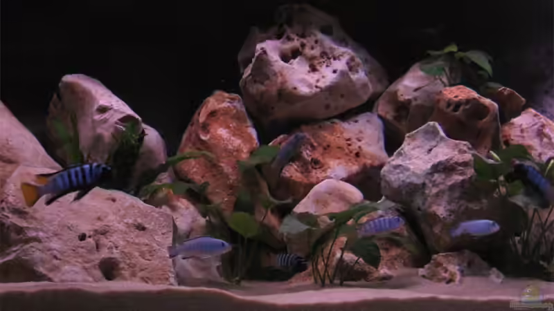 Besatz im Aquarium Becken 10638 von Pepe1981 (31)