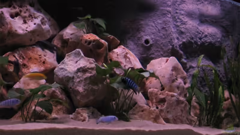 Besatz im Aquarium Becken 10638 von Pepe1981 (32)