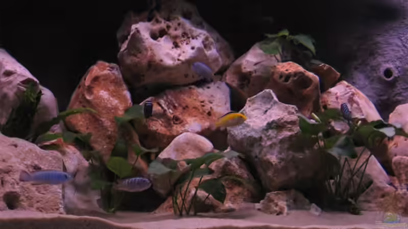 Besatz im Aquarium Becken 10638 von Pepe1981 (33)