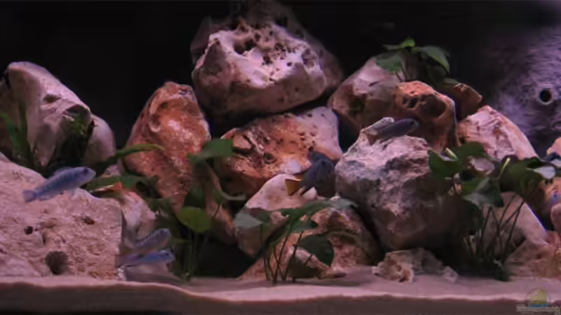 Besatz im Aquarium Becken 10638 von Pepe1981 (35)