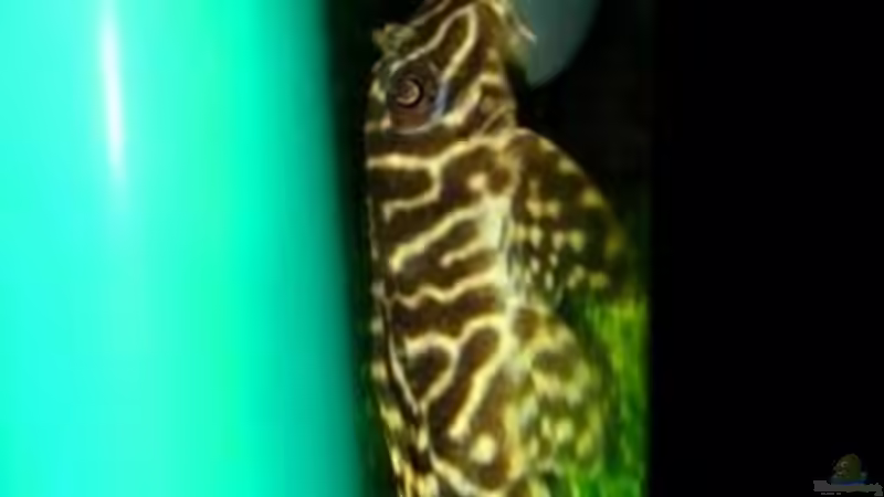 Besatz im Aquarium Becken 10639 von Samsa (19)