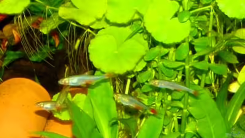 Besatz im Aquarium Becken 10639 von Samsa (20)