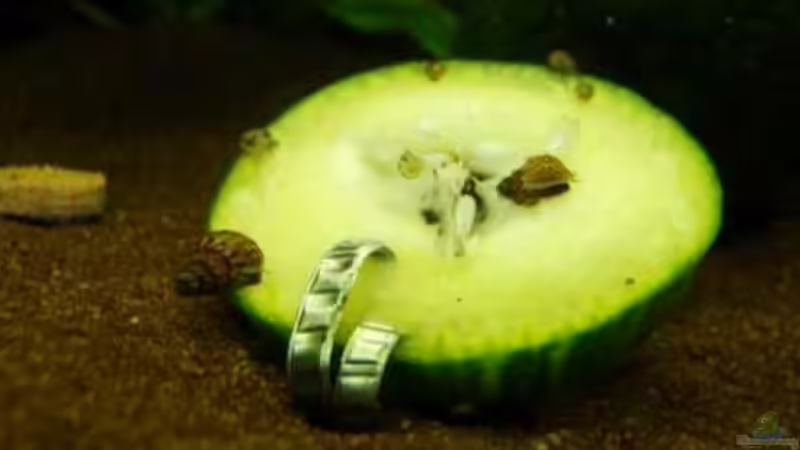 Besatz im Aquarium Becken 10639 von Samsa (21)