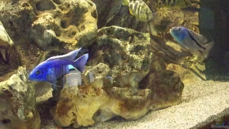 Besatz im Aquarium Becken 10655 von Christian Hurm (10)