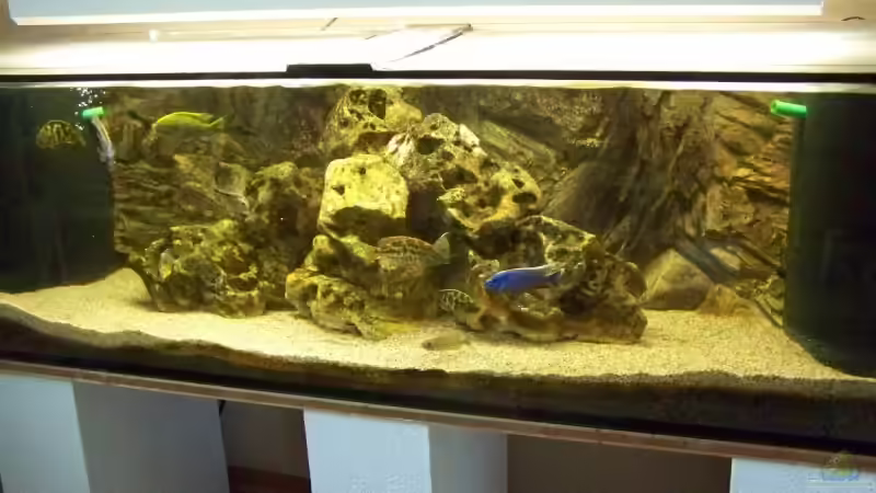 Besatz im Aquarium Becken 10655 von Christian Hurm (6)