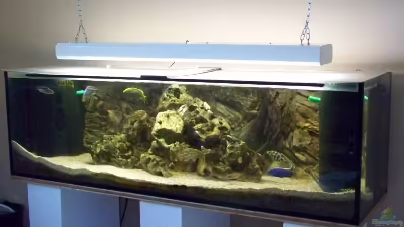 Besatz im Aquarium Becken 10655 von Christian Hurm (7)