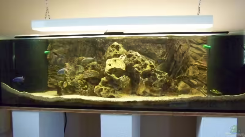 Besatz im Aquarium Becken 10655 von Christian Hurm (8)