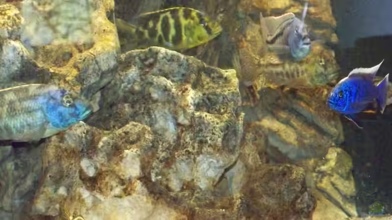 Besatz im Aquarium Becken 10655 von Christian Hurm (9)