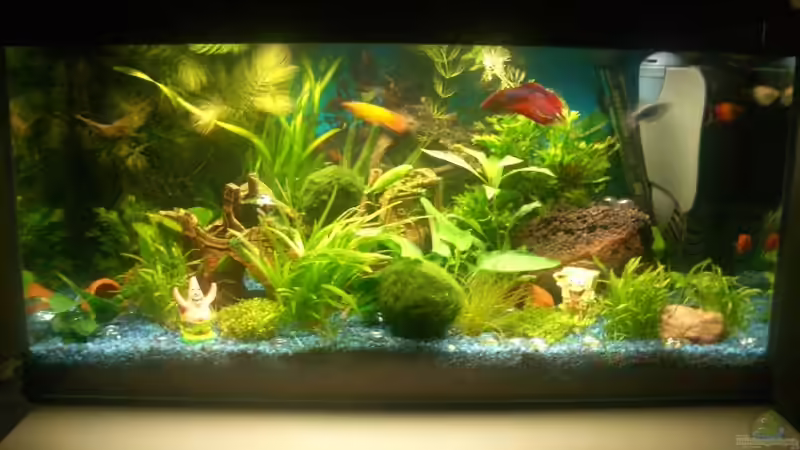 Besatz im Aquarium Becken 10661 von Stifflersmom76 (11)