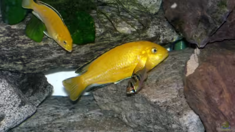 Besatz im Aquarium Becken 10671 von Duck34 (3)