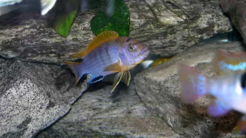 Besatz im Aquarium Becken 10671 von Duck34 (4)