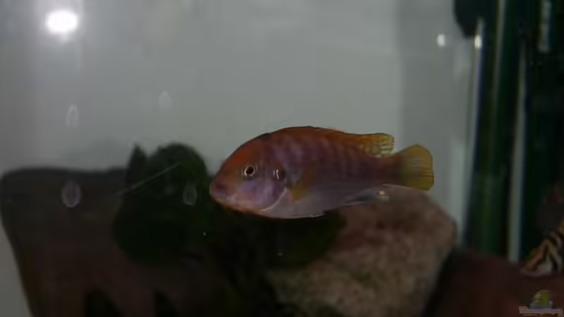 Besatz im Aquarium Becken 10671 von Duck34 (5)