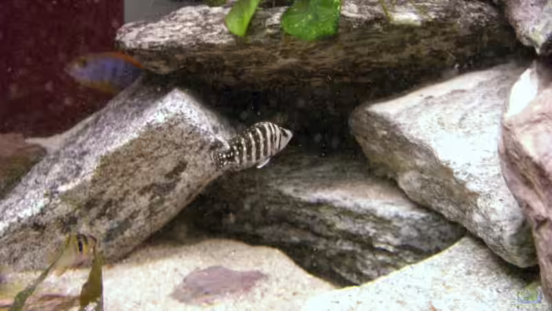 Besatz im Aquarium Becken 10671 von Duck34 (6)