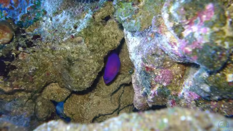 Besatz im Aquarium Becken 10686 von enemey (20)