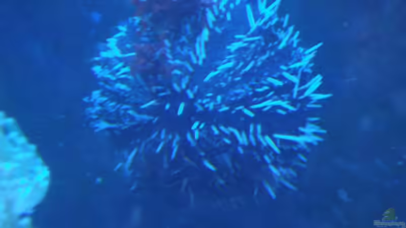 Besatz im Aquarium Becken 10686 von enemey (21)