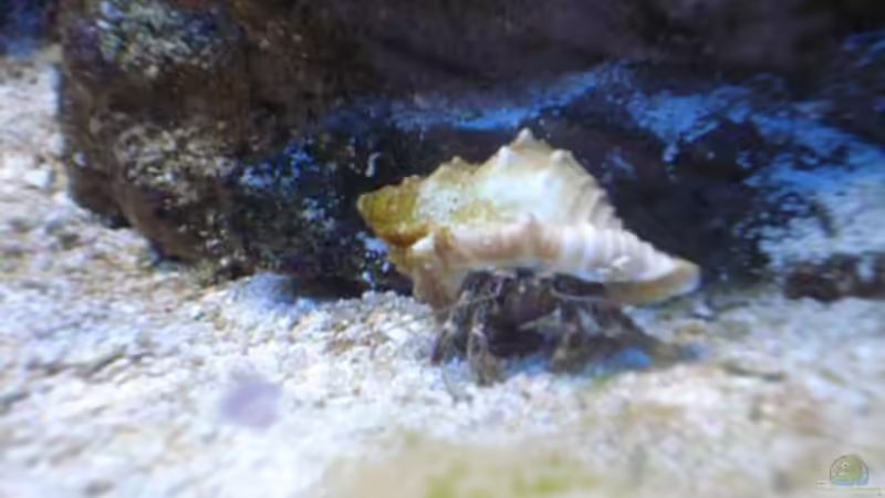 Besatz im Aquarium Becken 10686 von enemey (22)