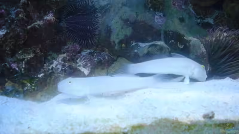 Besatz im Aquarium Becken 10686 von enemey (24)