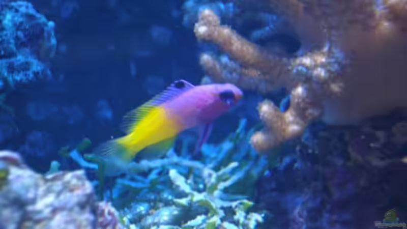 Besatz im Aquarium Becken 10686 von enemey (25)