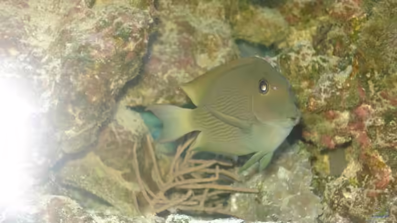 Besatz im Aquarium Becken 10686 von enemey (26)