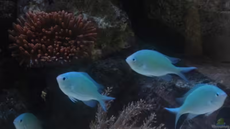 Besatz im Aquarium Becken 10686 von enemey (28)