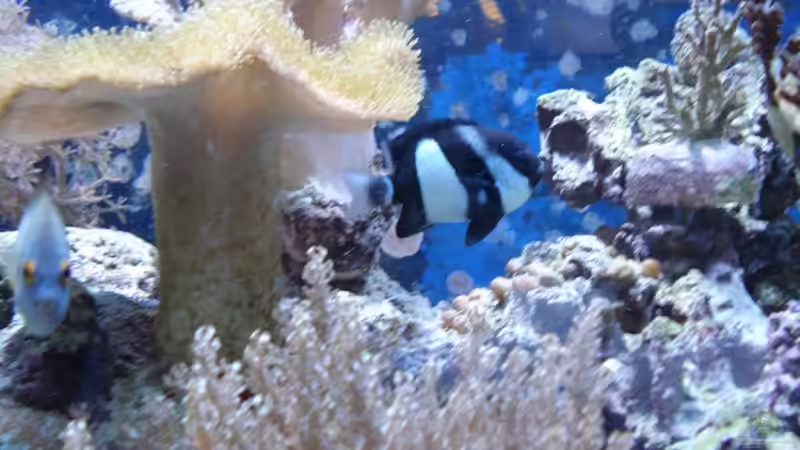 Besatz im Aquarium Becken 10686 von enemey (30)