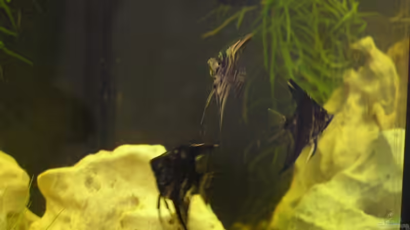 Besatz im Aquarium Becken 10690 von aquamax (6)