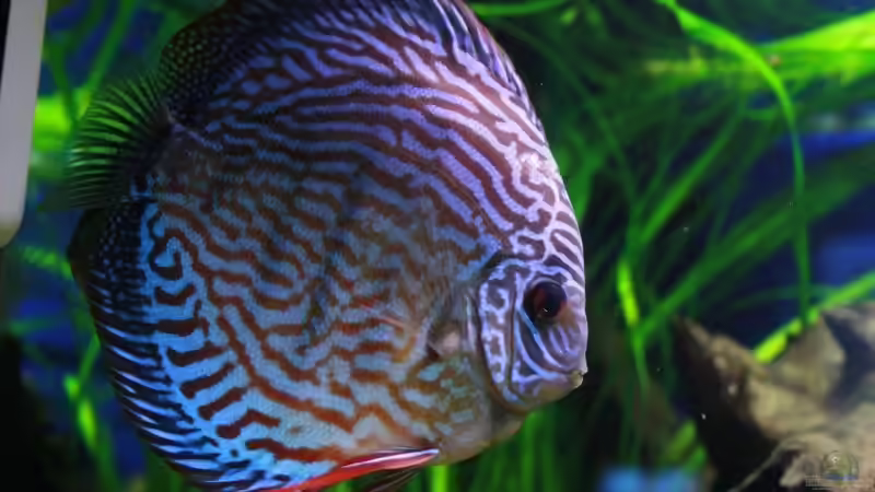 Besatz im Aquarium Becken 10714 von Michael Kronstein (4)