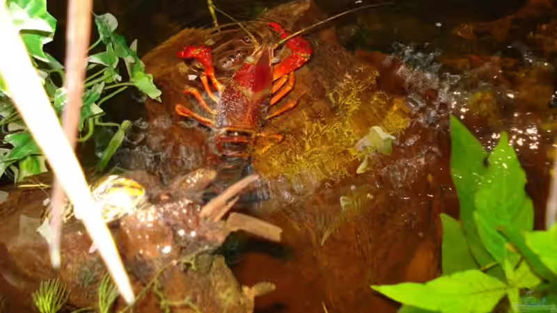Besatz im Aquarium Becken 10720 von MarcFaßbender (6)