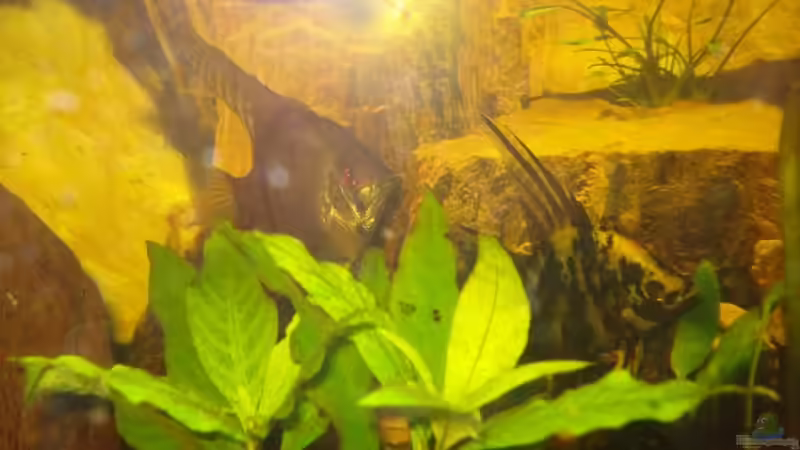 Besatz im Aquarium Becken 10720 von MarcFaßbender (7)