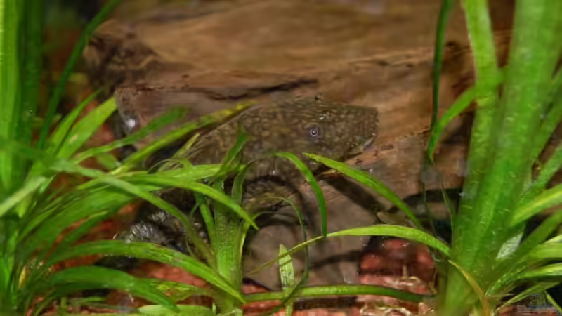Besatz im Aquarium Becken 10737 von Wiebke Bielefeld (11)