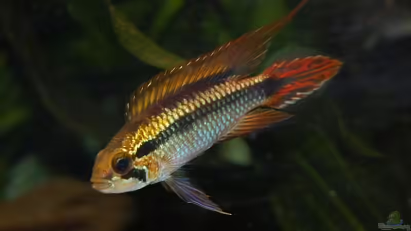 Besatz im Aquarium Becken 10737 von Wiebke Bielefeld (12)