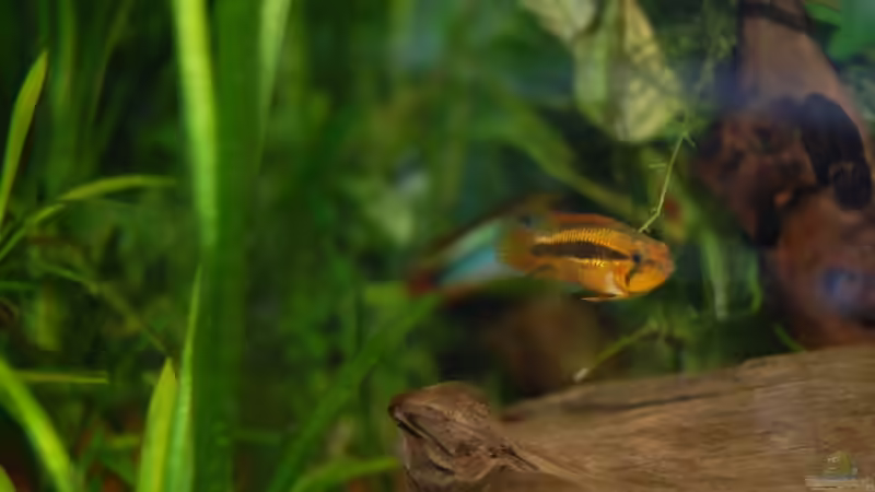 Besatz im Aquarium Becken 10737 von Wiebke Bielefeld (13)