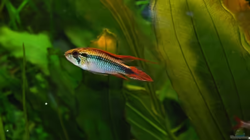 Besatz im Aquarium Becken 10737 von Wiebke Bielefeld (9)