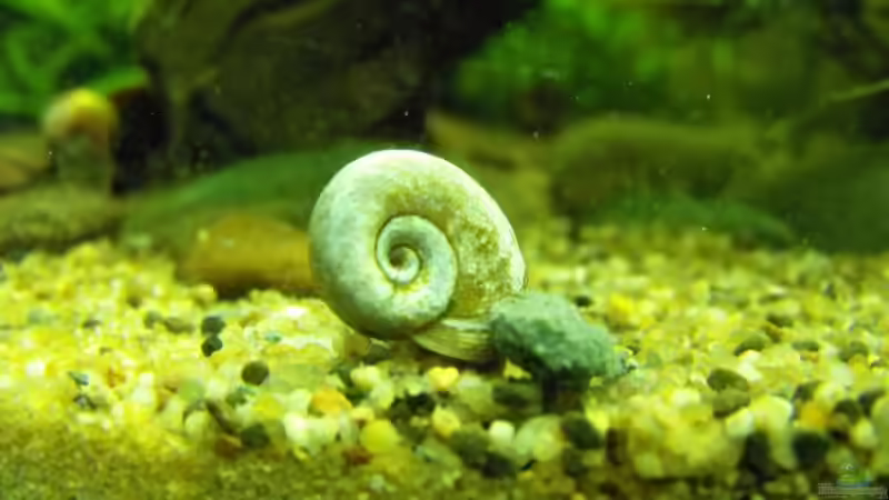 Besatz im Aquarium Becken 10738 von -serok- (13)