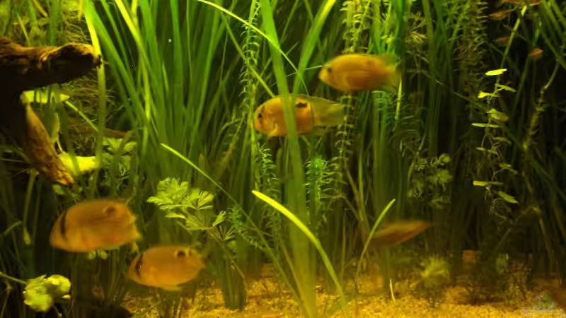 Besatz im Aquarium Becken 10754 von njio (2)