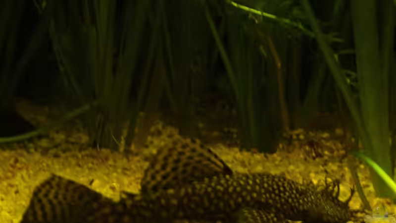 Besatz im Aquarium Becken 10754 von njio (3)