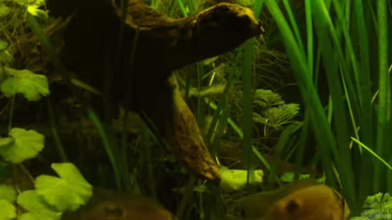 Besatz im Aquarium Becken 10754 von njio (4)