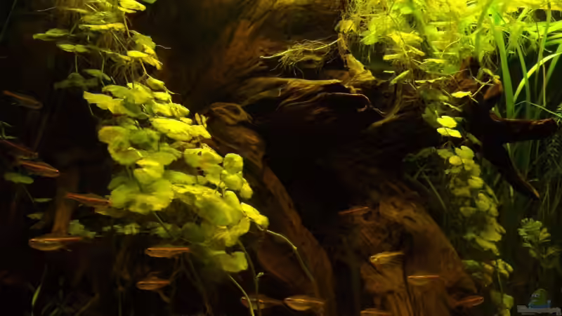 Besatz im Aquarium Becken 10754 von njio (5)